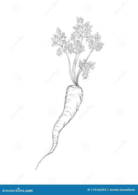 Carrot with foliage stock illustration. Illustration of healthy - 179166293