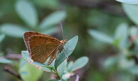 Macaria Brunneata Det Giedrius Vitra Rimvydas Kinduris Flickr