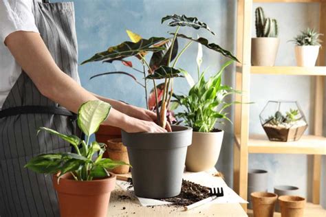 Easy and Effective Ways to Care for Indoor Ornamental Plants - TheGardenGranny