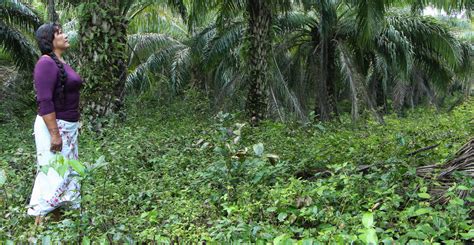 México Tren Maya “monstruo Devastador En Todos Los Aspectos De La