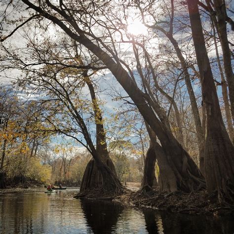 Cypress and Tupelo Trees | Exploring Ebenezer Creek
