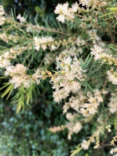 Melaleuca alternifolia Maiden Betche Cheel Árbol del té World