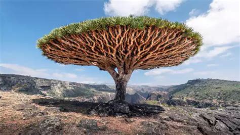 Socotra Island Forgotten Jewel And Amazing For Ecotourism 1