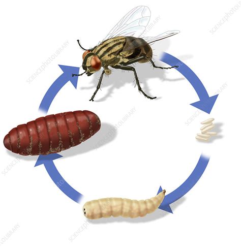 Musca Domestica Housefly Life Cycle - Images For Life