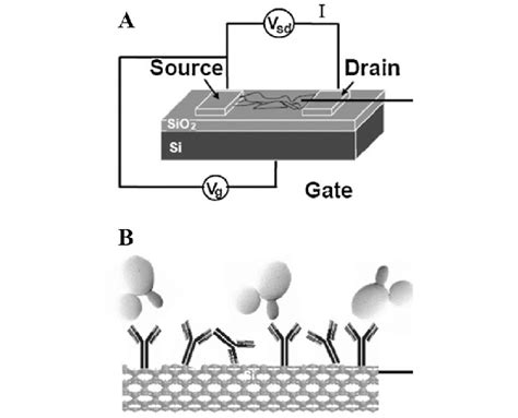 A Schematic Structure Of The Cnt Fet Device B Antigenantibody Download Scientific Diagram