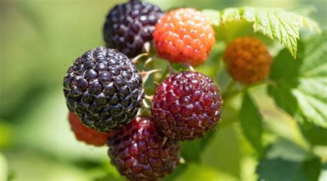 21 Best Raspberry Varieties For Home Gardens