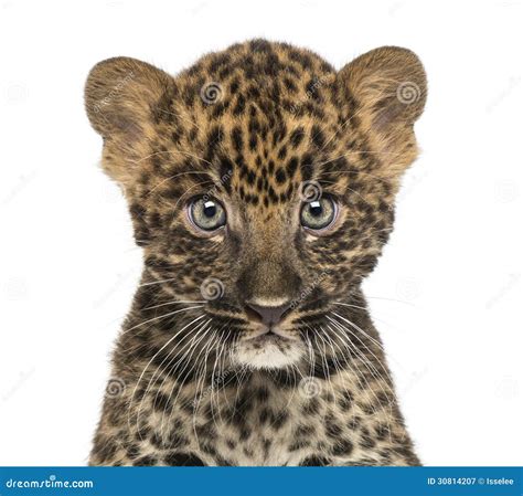 Primo Piano Di Un Cucciolo Macchiato Del Leopardo Con Protagonista Alla