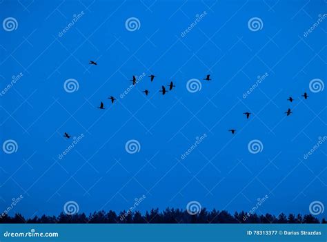 Birds In Night Sky Stock Image Image Of Leaving Place 78313377