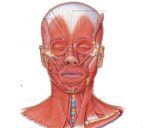 facial muscle diagram diagram quizlet