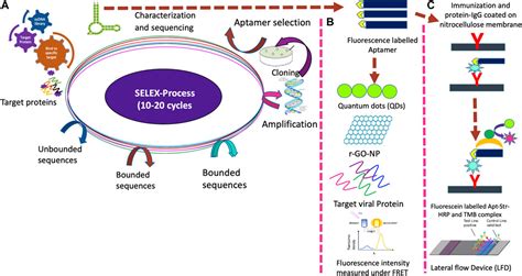 Frontiers Point Of Care Diagnostic Devices For Rapid Detection Of