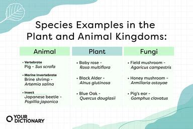 Examples Of Animalia Kingdom