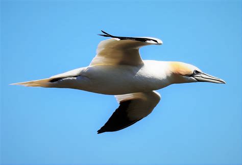 Northern Gannet By Peter Miles Birdguides