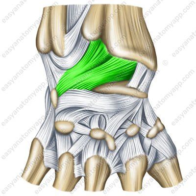 Radiocarpal (wrist) joint – Easy Anatomy 3D