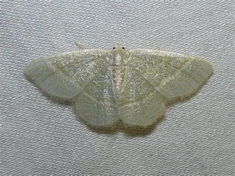 Toronto Wildlife More Blackberry Looper Moths