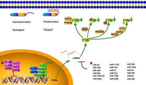 The Pten Tumor Suppressor Gene And Its Role In Lymphoma Pathogenesis Figure F2 Aging