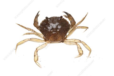 Common Shore Crab On White Background Uk Stock Image C