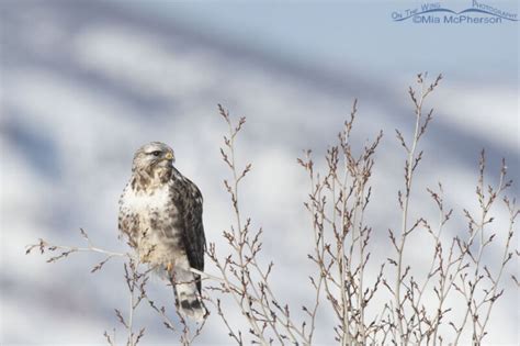 Male Rough Legged Hawk In The Snowy Wasatch Mountains Mia McPherson S