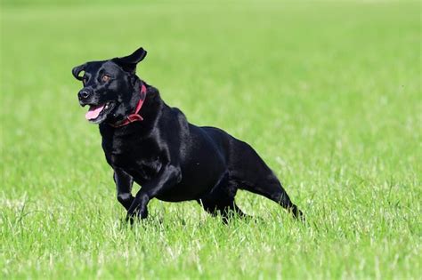 Premium Photo Action Shot Of A Young Black Labrador Retriever Running