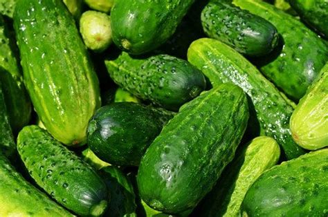 1000 Cucumber Boston Pickling Seeds Etsy