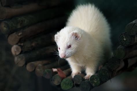 170+ White Ferret Names For Your Cute Pet White Ferrets