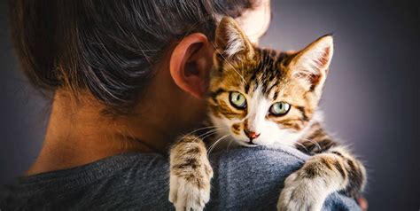 How My Cat Saved My Life Sicknotweak