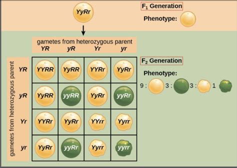 Bio 201 Mendelian Genetics Flashcards Quizlet