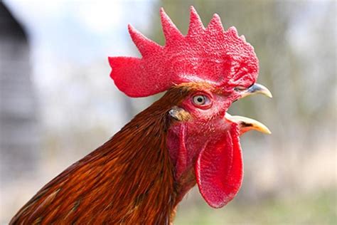 All You Need To Know About Rooster Crowing The Happy Chicken Coop