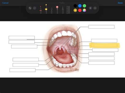 Anatomy Soft Hard Palate Floor Of The Mouth Muscles Papillae Of