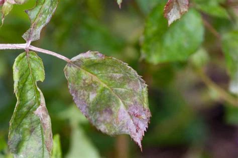 Problem Solving: Rose Powdery Mildew - BBC Gardeners World Magazine