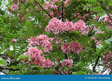 Vermilion Flamboyant Tree Stock Photo Image Of Park 130155134