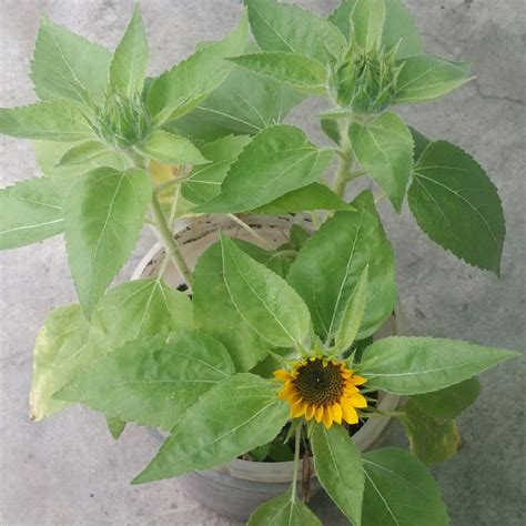 Helianthus Annuus Big Smile Sunflower Big Smile In Gardentags