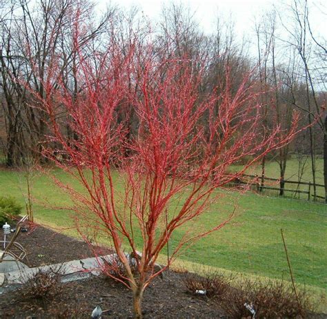 Coral Bark Japanese Maple Tree Yahoo Search Results Japanese Maple