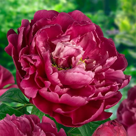 Paeonia Lactiflora Karl Rosenfield Buy Peonies At Coolplants