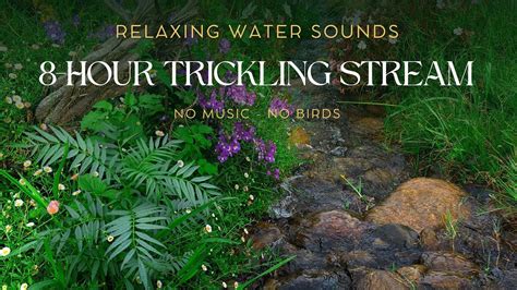 Asmr Water Sounds 8 Hours Trickling Water Stream No Birds No