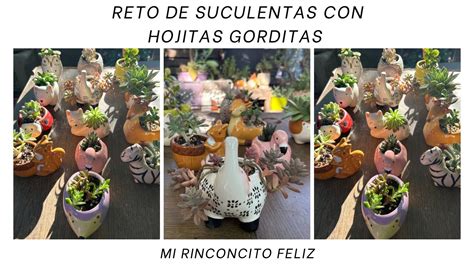 Reto De Suculentas Con Hojitas Gorditas Mi Rincon Cito Feliz Youtube