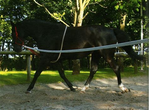 aide de longe peli chevalenrenements travail  la longe sellerie