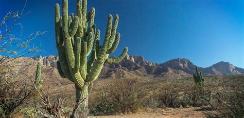 Tempestades Derrubam Cacto Gigante De 200 Anos Nos EUA