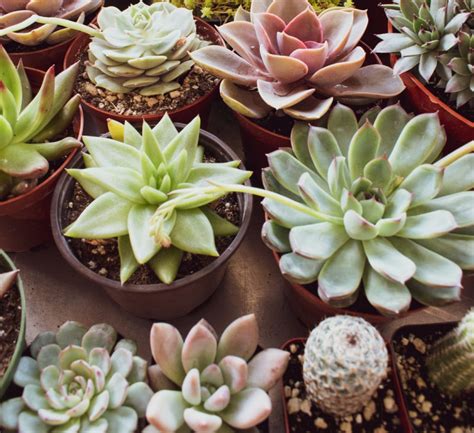 How To Grow Succulents Best Tips To Grow Succulents