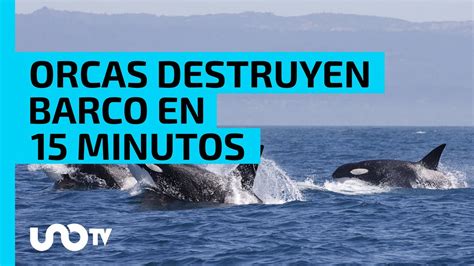 Orcas Atacan Una Embarcaci N Y La Destruyen En Minutos Youtube