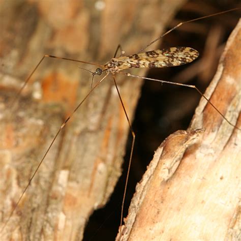 Crane Fly Limonia Annulata Bugguide Net