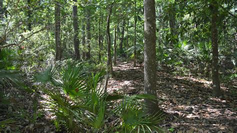 Camp Chowenwaw Trails Florida Hikes