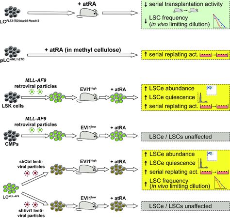 Effects Of All Trans Retinoic Acid Atra On Aml Stem Cells Green Box