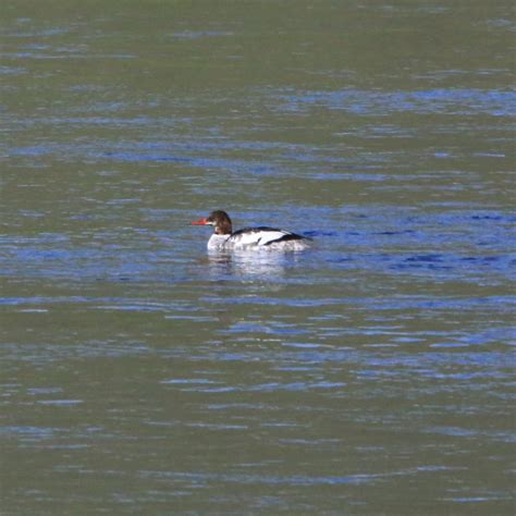 Common Merganser - Bird Watching Academy