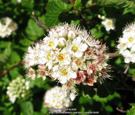 Ninebarks: Plant Care and Collection of Varieties - Garden.org