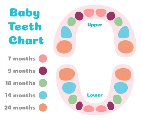 10 best tooth chart printable full sheet – Artofit