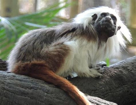 Cotton Top Tamarin – Facts, Description, Conservations Status, Pictures