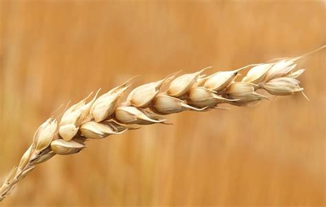 Wheat Crop Cultivation Everything You Need To Know