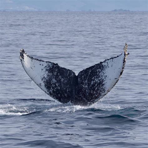 Unique Humpback Whale flukes! | Santa Cruz Whale Watching | By Stagnaro ...