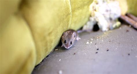 Mice Control Boston Mice Removal And Prevention Services In Boston Ma