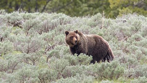 Two people killed in bear attack in Canada - maaxx.ca